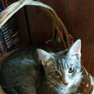 Meet your Posher, Robin